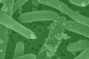 coliform bacteria fecal total monitoring tweet environmental fondriest