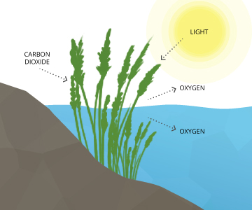 dissolved_oxygen_photosynthesis