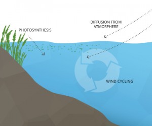 Dissolved Oxygen - Environmental Measurement Systems