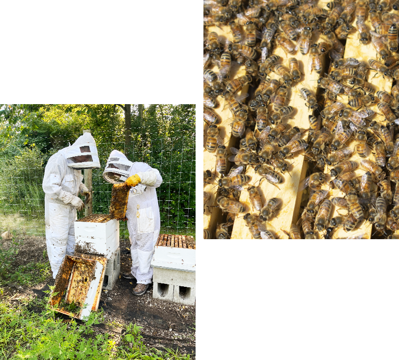 Bee Hive Restoration