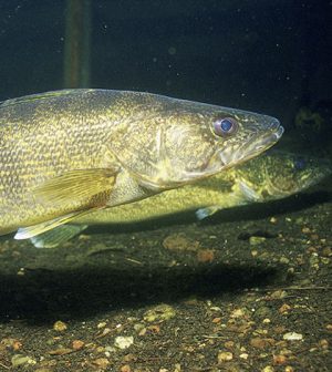 Walleye - Environmental Monitor