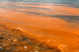 NOAA Grants Make Red Tide Monitoring Program Operational ...