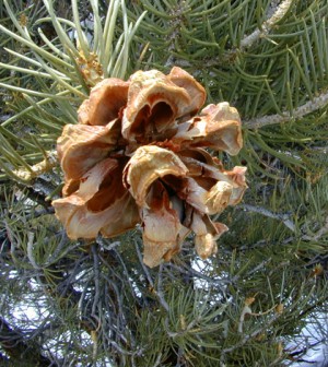 Pinyon Pine Cones - Pinyon pinecone