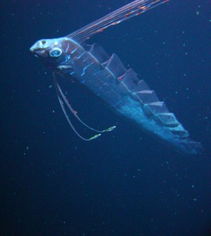 LSU documents rarely seen oarfish - Environmental Monitor