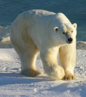 Environmental Monitor | Study finds toxic chemicals in polar bear brains