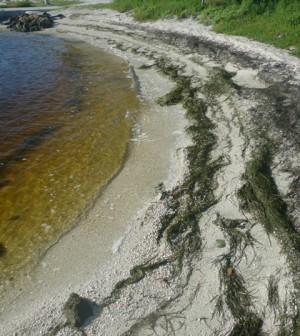 Environmental Monitor | Florida estuary water too fresh for seagrass