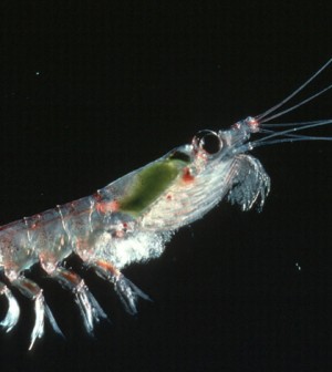 Environmental Monitor | Antarctic krill could decline as ocean temps rise