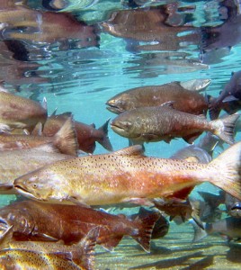 Environmental Monitor | Modeling Columbia River's Productive Chinook ...