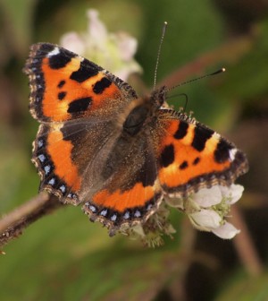 Environmental Monitor | For Big Butterfly Count, citizens document ...