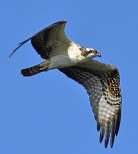 why are ospreys endangered