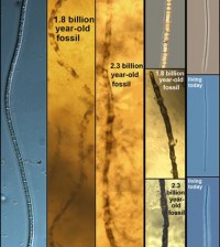 first photox bacteria evolved 3.6 bya