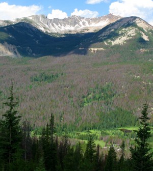 Environmental Monitor | More water flowing from bark beetle infested ...