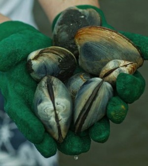 Environmental Monitor | Clams tell the story of Great South Bay water ...