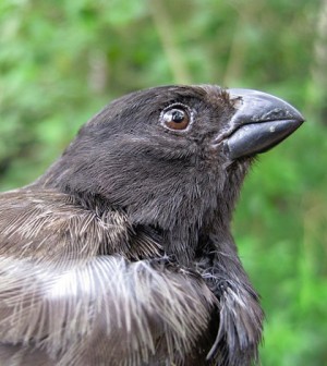 Environmental Monitor | Scientists Accidentally Discover Darwin Finches ...