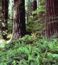 Redwood ferns form an important component of this forest’s understory. (Credit: Tim Stephens / University of California, Santa Cruz)