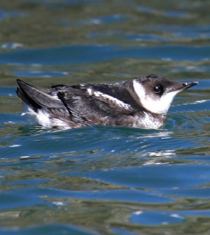 Environmental Monitor | For Endangered Marbled Murrelets, Inexpensive ...