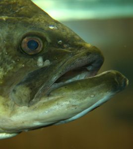 Environmental Monitor | New Largemouth Bass Virus Found In Wisconsin