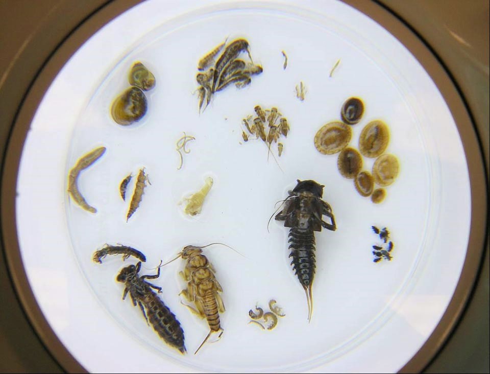 Environmental Monitor Benthic Macroinvertebrates Natures Water