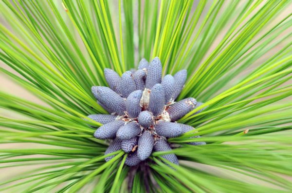 Environmental Monitor | Longleaf Pines Imbue Virginia’s Blackwater ...