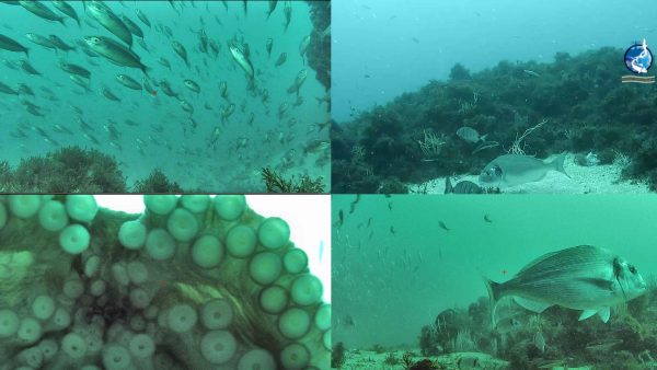 underwater webcam
