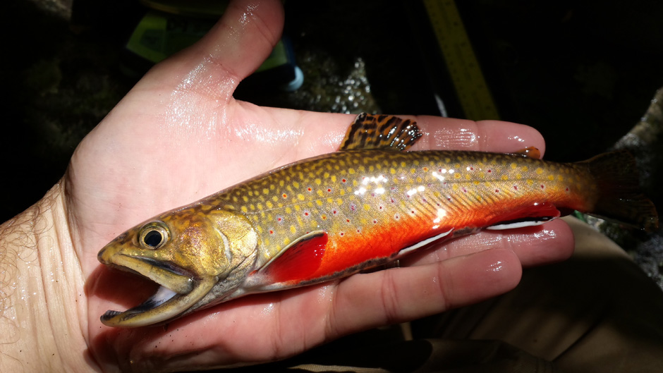facts about the brook trout for kids