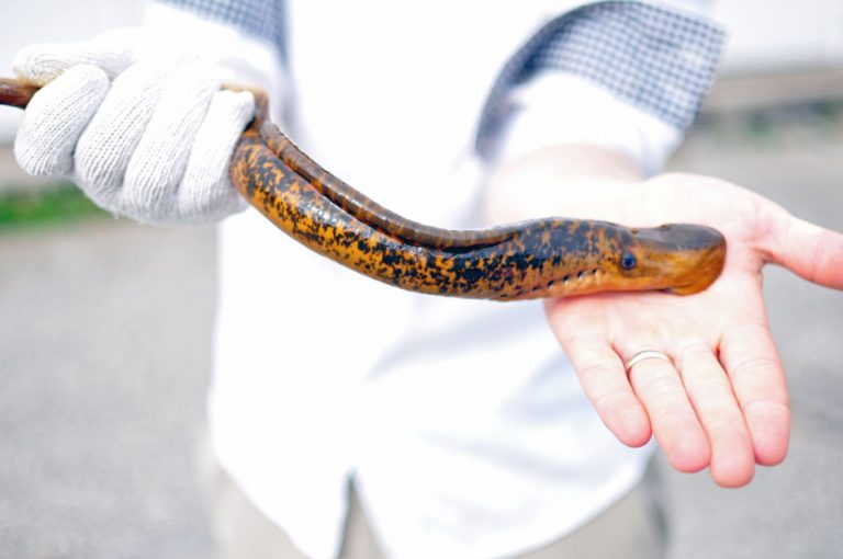 Environmental Monitor | Is eradicating Great Lakes sea lamprey an