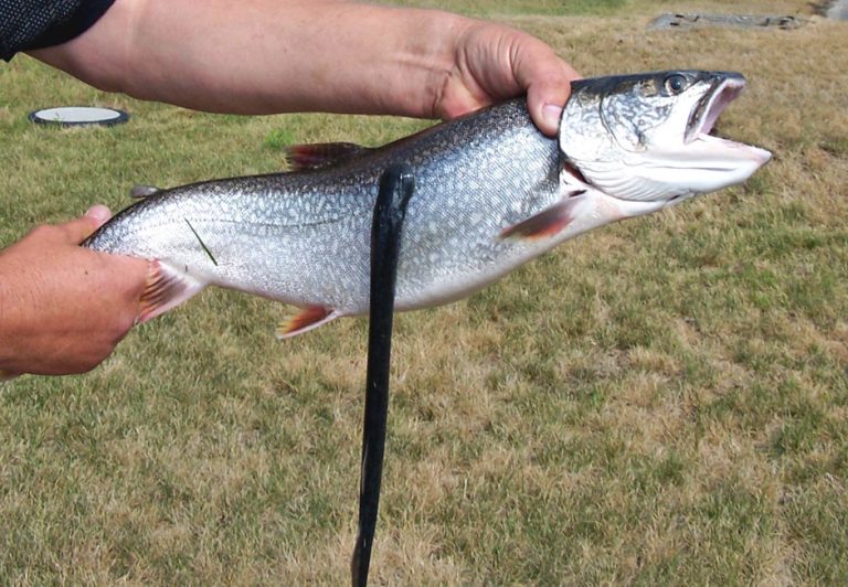 Environmental Monitor | Is eradicating Great Lakes sea lamprey an