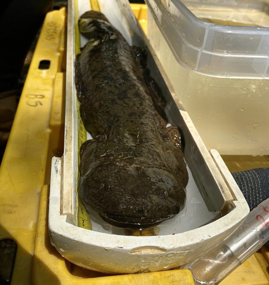 Environmental Monitor The Eastern Hellbender North Americas Largest