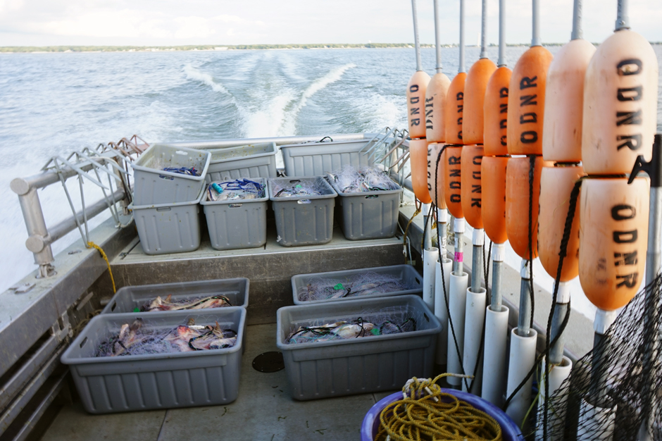 Diferentes equipos de investigación recopilan datos específicos sobre las poblaciones de peces, como esta captura con red de enmalle que recopila datos sobre leucomas adultos.