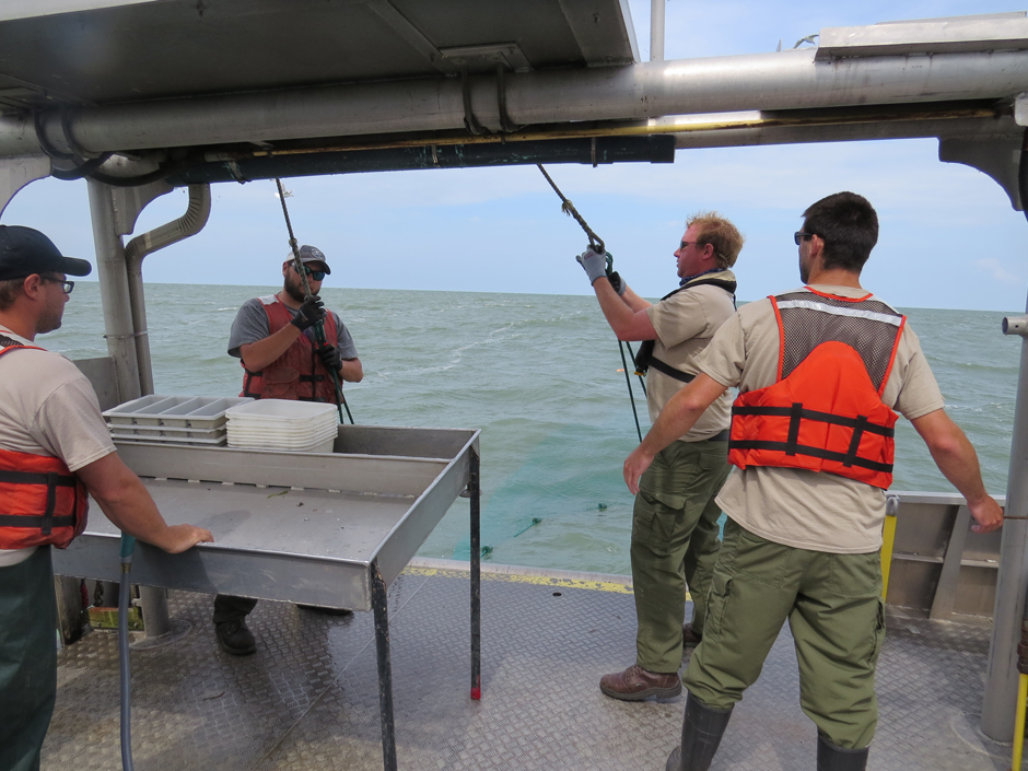 Las redes de arrastre son redes en forma de embudo que se remolcan hasta el fondo del lago Erie para capturar peces de tamaño pequeño y pequeño.  La tripulación de Sandusky utiliza sistemas hidráulicos para levantar las redes de arrastre y colocar la captura en la mesa de clasificación. 