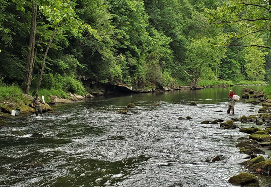 Los miembros del equipo de LRH Thad Tuggle (izq.) y Nate Fleshman (der.) recolectan macroinvertebrados bentónicos a lo largo del río Pound debajo del embalse John W. Flannagan, Virginia.