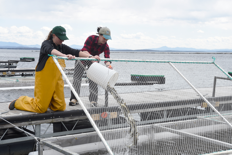 La bióloga de pesca del DEC, Nicole Balk, y la técnica de pesca y vida silvestre, Megan Beckwith, crían salmón del Atlántico en corrales con red en el lago Champlain en 2023.