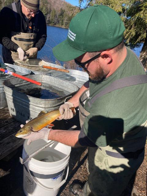 El biólogo de pesca del DEC, Chris Powers, y el técnico de pesca y vida silvestre, Adam Kosnick, al fondo, recolectan huevos de trucha de arroyo del estanque Fishbrook en Adirondack Park en 2022.