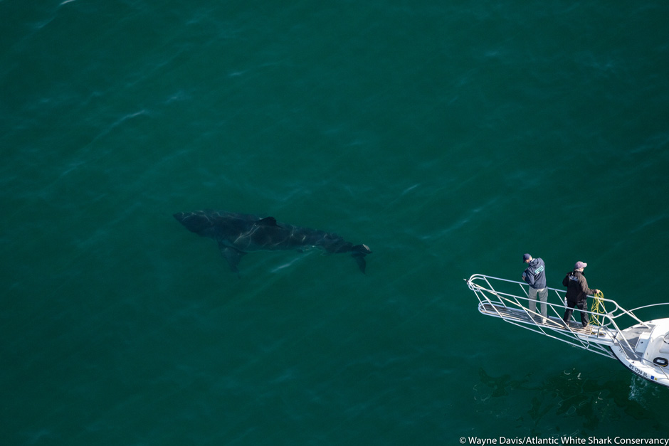 A 17-foot female white shark is observed by the tagging crew off Cape Cod. 