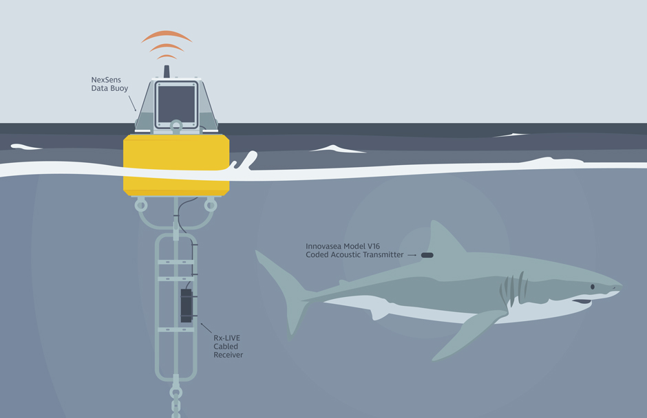 The CB-150 NexSens data buoy equipped with an InnovaSea receiver that detects when tagged great white sharks are nearby. 