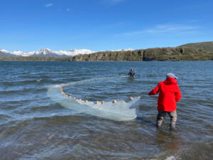 Beach seining for juvenile sockeye salmon in Chignik Lagoon, Alaska.