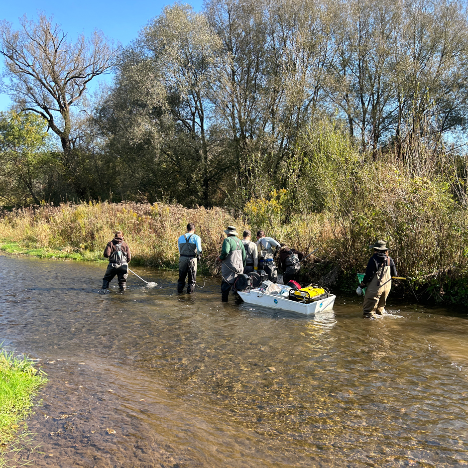 Barge electrofishing by state and federal employees prior to habitat restoration on Wiscoy Creek which is a tributary to the Genesee River. 