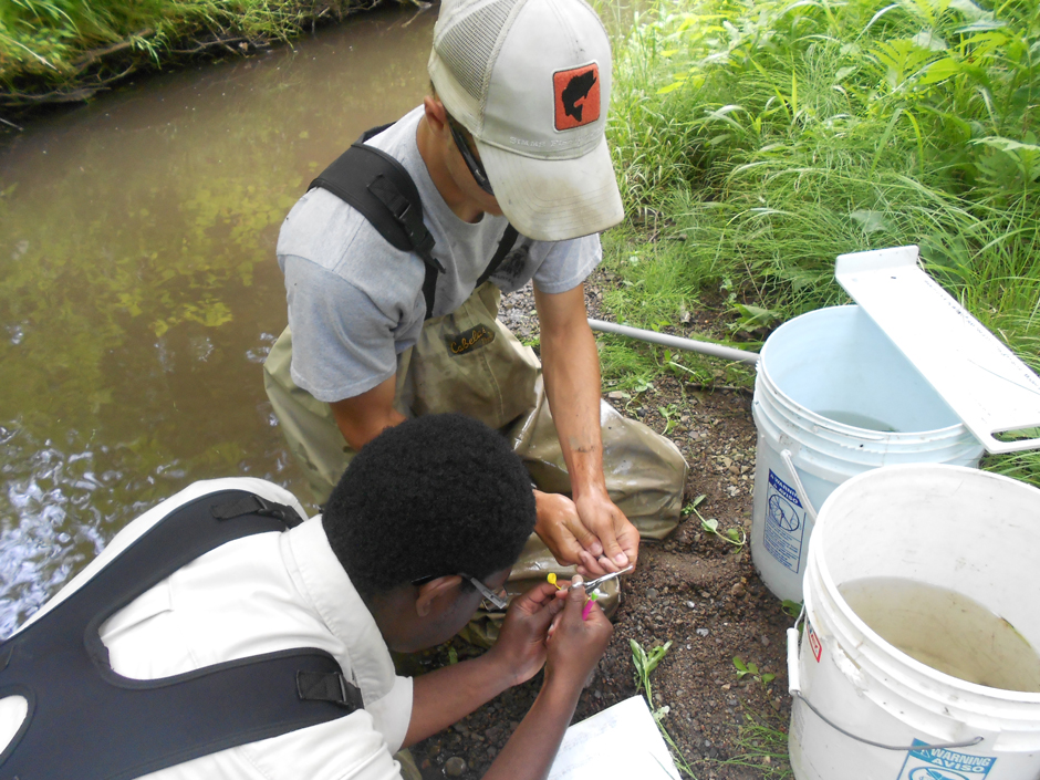 Fisheries Technicians taking genetic samples of brook trout for a regional characterization study. 