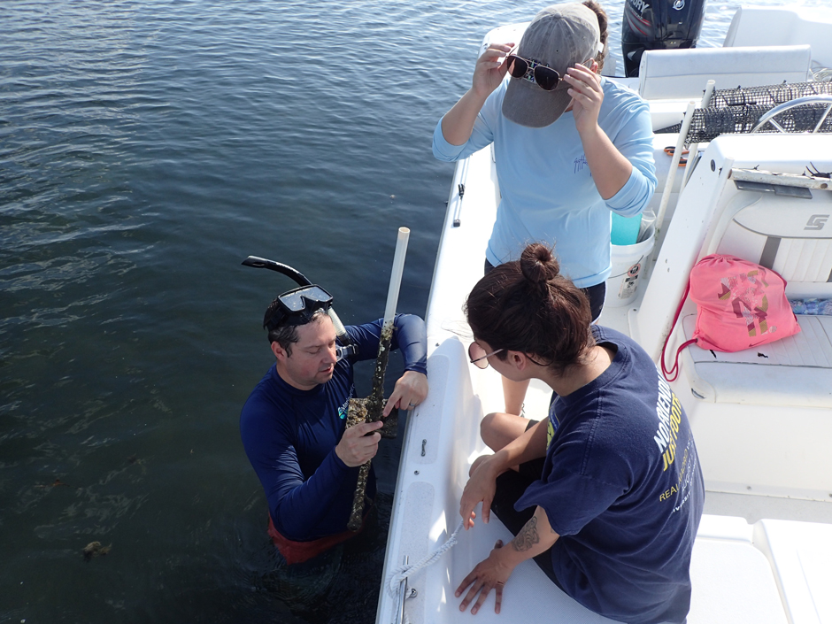 Janiak shows interns different species in their annual MarineGEO monitoring of fouling communities.