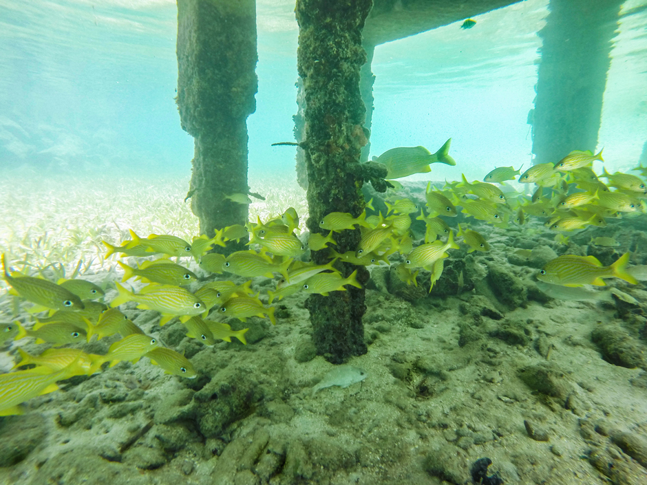 Fish congregating under a dock. which provides habitat for the fish and fouling communities on the poles.