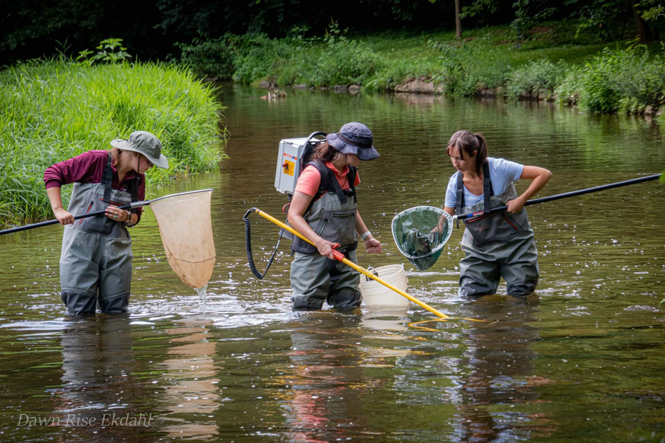 Amanda Goldsmith, Noelle Cudney, and Grace Chamberlain checking for fish in the Conestoga River. 