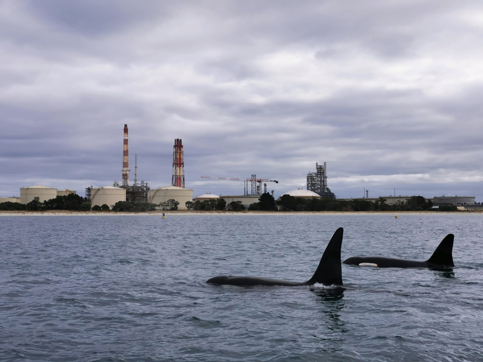 Orcas passing a buoy in Whangārei Harbor.