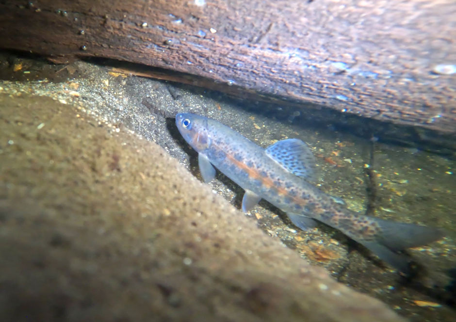 Rainbow trout observed in a pocket of water in the Arroyo Seco after they were relocated during from the San Gabriel River due to wildfires.